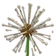 Dandelion - Grow a Garden Crop