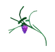 Grape crop