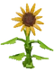 Sunflower - Grow a Garden Crop